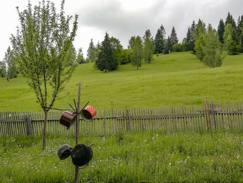 Trees growing on field against sky