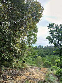 Trees growing on land against sky