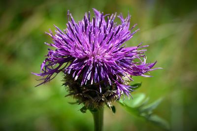 Close-up of purple thistle flower