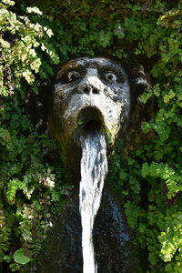 Close-up of fountain against trees in forest