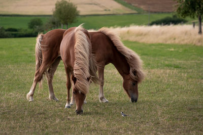 Horses grazing in a field