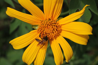 Close-up of bee on yellow flower