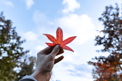 Close-up of hand holding maple leaves against sky