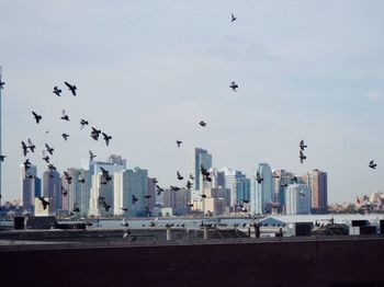 Bird flying over city