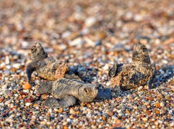 Close-up of hatchlings at beach
