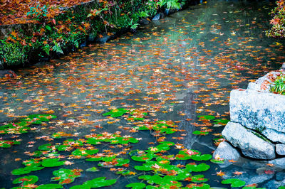 Close-up of ivy growing on fallen autumn leaves