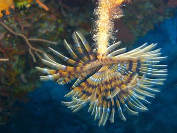 Close-up of jellyfish swimming in sea