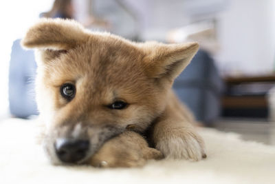 Close-up portrait of a dog