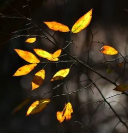 Close-up of leaves on plant
