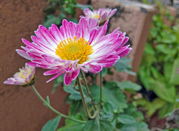 Close-up of pink flower