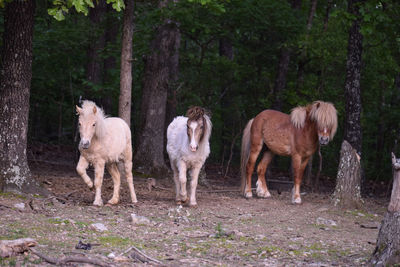 Horses standing in a forest