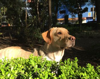 Close-up of dog by plants against trees