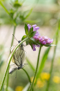 Close-up of insect on flower