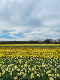 Scenic view of yellow flowers growing on field against sky