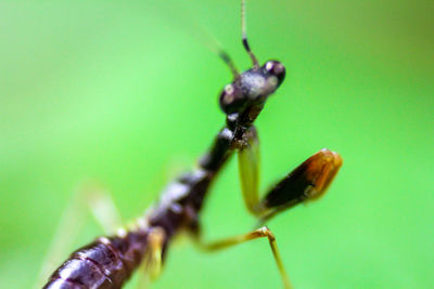 Close-up of insect