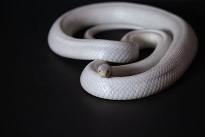 Close-up of snake over black background