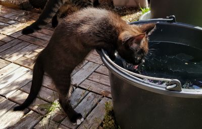 High angle view of a cat drinking water