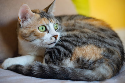 Close-up portrait of cat lying down