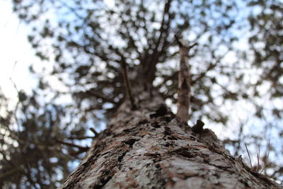 Low angle view of tree trunk against sky
