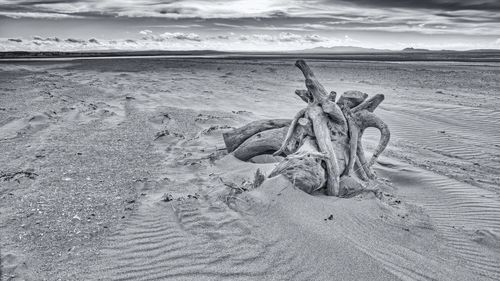 Driftwood on beach against sky