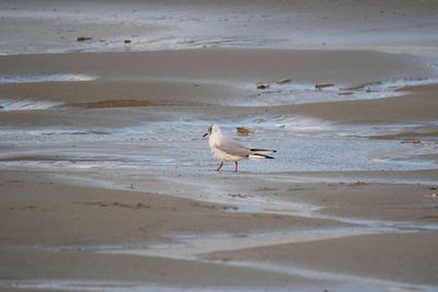 Seagulls at beach