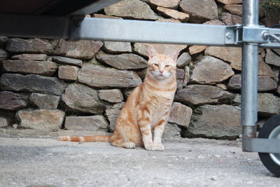 Happy ginger cat