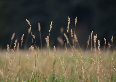 Close-up of plants on field