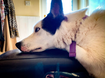 Close-up of a dog looking away