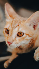 Portrait of cat