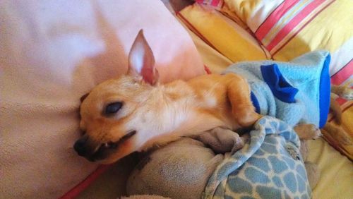 High angle view of dog lying at home