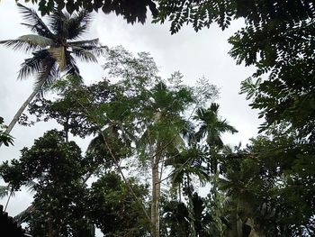 Low angle view of trees against sky