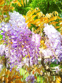 Close-up of purple flowers