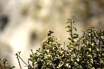 Low angle view of bird perching on tree