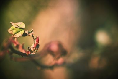 Close-up of plant