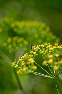 Close-up of insect on flower