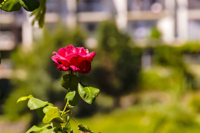 Close-up of pink rose