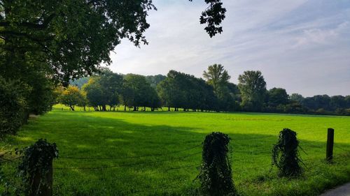 Trees on field against sky