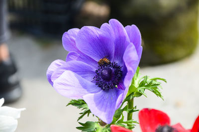 Close-up of bee on purple flower