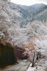 Empty road along trees and mountains