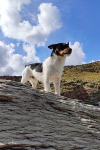 Low angle view of dog standing on rock against sky