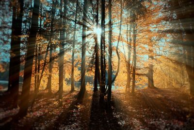 Trees in forest during autumn