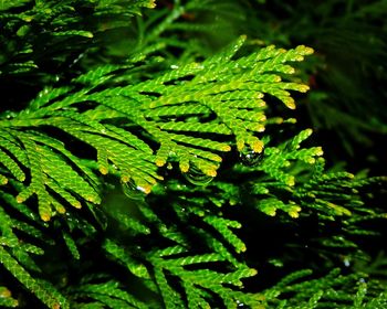 Close-up of green leaves on tree