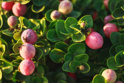 Close-up of berries growing on tree