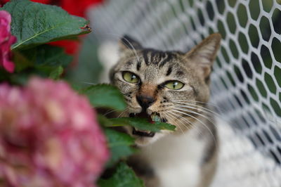 Close-up portrait of a cat