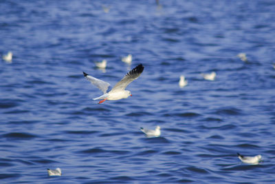 Seagulls flying over sea