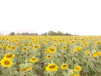 Scenic view of sunflower field against clear sky