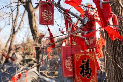 Prayer cards hanging on tree branch