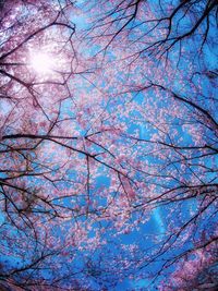 Low angle view of tree against sky