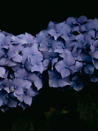 Close-up of purple hydrangea against black background