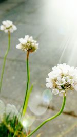 Close-up of white flowers